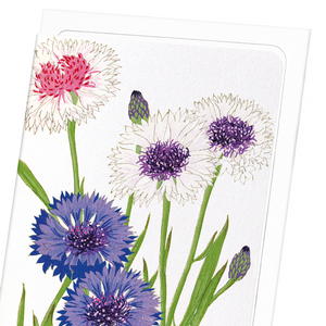 Cornflower (Pack of 8 cards)