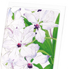 Orchid (Pack of 8 cards)