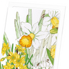 Daffodil (Pack of 8 cards)