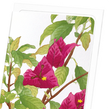 Bougainvillea (Pack of 8 cards)