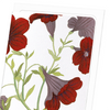 Petunia flower (Pack of 8 cards)