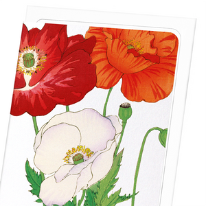 Three poppies (Pack of 8 cards)