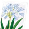 Agapanthus (Pack of 8 cards)