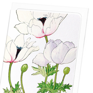 Anemone (Pack of 8 cards)