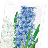 Hyacinth (Pack of 8 cards)