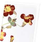 Flower study (Pack of 8 cards)