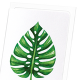 Monstera deliciosa : 8 cards