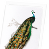 Indian peafowl : 8 cards