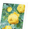 Rosa sulfurea : 8 cards