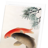 Carps and pine (Pack of 8 cards)