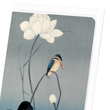 Kingfisher and lotus (Pack of 8 cards)