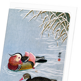 Mandarin duck (Pack of 8 cards)