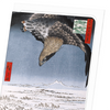 Fukagawa eagle (Pack of 8 cards)