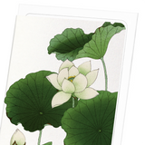 Lotus flower (Pack of 8 cards)