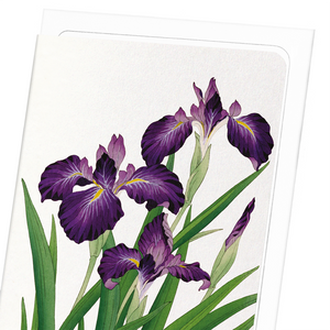 Purple iris (Pack of 8 cards)