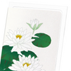 White waterlily (Pack of 8 cards)