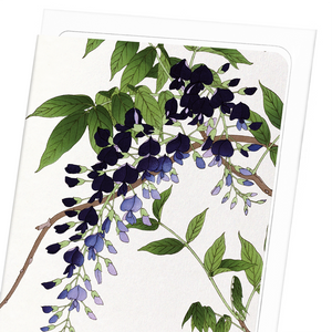 Purple wisteria (Pack of 8 cards)