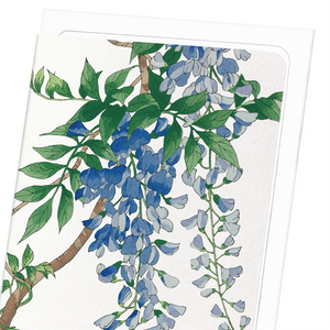 Blue wisteria (Pack of 8 cards)