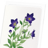 Purple bell flower (Pack of 8 cards)