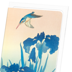 Kingfisher and iris (Pack of 8 cards)