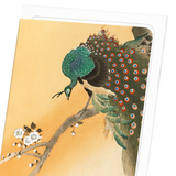 Peacock on cherry blossoms (Pack of 8 cards)