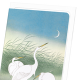 Herons in shallow water (Pack of 8 cards)