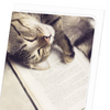 Cat and book (Pack of 8 cards)