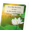 Lotus in the light (Pack of 8 cards)