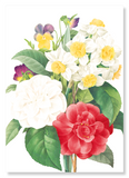 Pansies, narcissus & camellia (Pack of 2 prints)