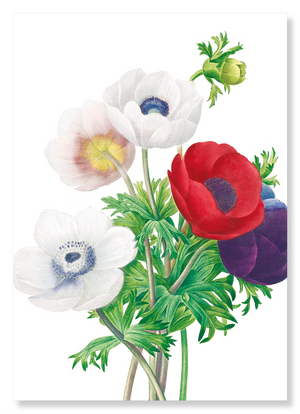 Anemone (Pack of 2 prints)