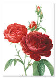 Dark red gallica roses (Pack of 2 prints)