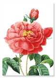 Gallica rose (Pack of 2 prints)