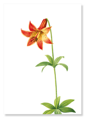 Lily (Pack of 2 prints)