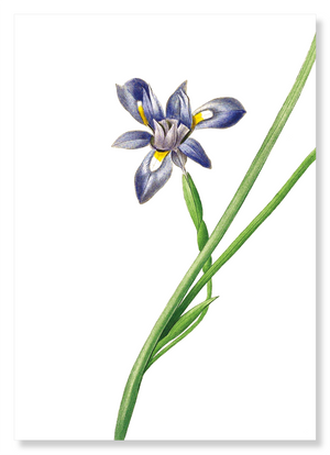 Sisyrinchium iris (Pack of 2 prints)