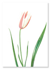 Lady tulip (Pack of 2 prints)