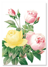 Yellow and pink rose (Pack of 2 prints)