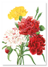 Carnation (Pack of 2 prints)