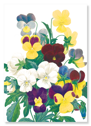 Bunch of pansies (Pack of 2 prints)