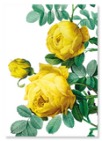 Yellow roses (Pack of 2 prints)