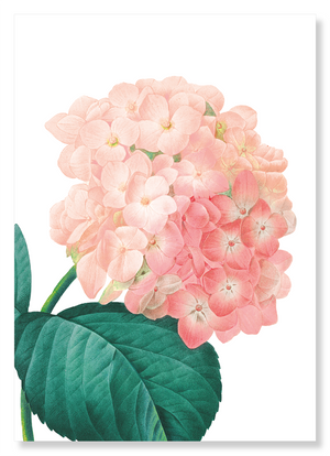 Hortensia (Pack of 2 prints)