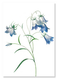 Campanula (Pack of 2 prints)