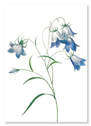 Campanula (Pack of 2 prints)