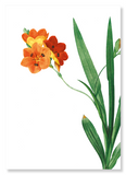 Corn lily (Pack of 2 prints)