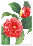 Japanese camellia (Pack of 2 prints)