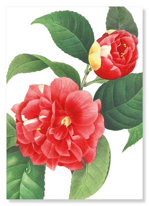 Japanese camellia (Pack of 2 prints)