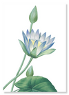 Blue lotus (Pack of 2 prints)