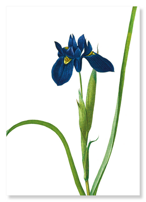 Iris lisyrinchium (Pack of 2 prints)