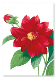 Dahlia double (Pack of 2 prints)