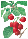 Cherry (Pack of 2 prints)