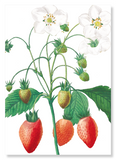 Strawberry (Pack of 2 prints)